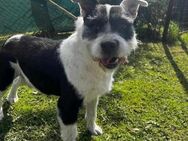 Liebevoller Clown, Rüde, 6 Jahre - Kappeln (Schleswig-Holstein)