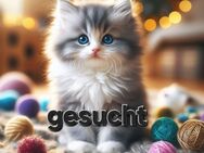 BKH und BKH-Mix Kitten gesucht - Wiesmoor