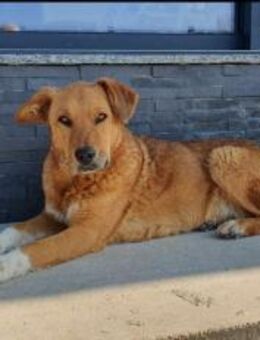 🐝 Lotta unser kleines Bienchen 🐝 - Sindelfingen