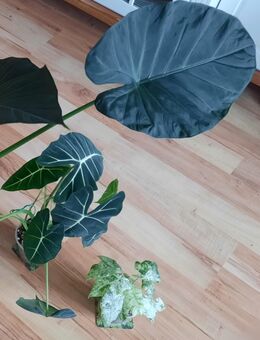 Alocasia Odora variegata, A. Frydek, A. Regal Shield - Troisdorf