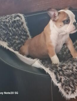 Englisch Bulldogge Welpe Rüde kann ab sofort Ausziehen - Grevesmühlen