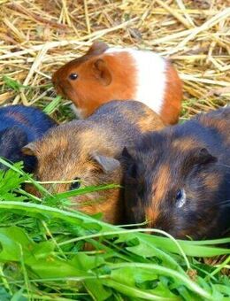 Gehege Samen Kleintierwiese Wiese Hasen Kaninchen Meerschweinchen Saatgut Rasen Gras Futter Kleintierfutter Schildkröte Schildkrötenfutter Futtermischung garden Geschenk Biene Sonne Saat SWR Blumenwiese - Pfedelbach