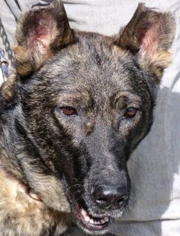 Danny 4 -toller Charakter, lieb- - Oldenburg