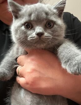 British Kurzhaar-Kitten - Himmelstadt