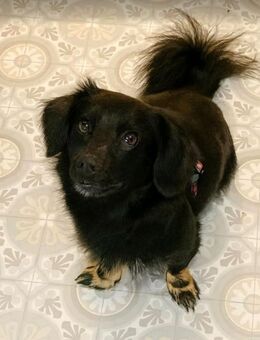 Hey ich bin's Dzako dein neuer bester Freund - Nettetal