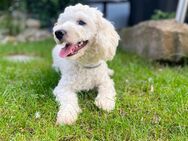 Maltipoo Rüde (1Jahr) - Denkendorf (Baden-Württemberg)