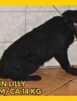 Lilly Mischling Hündin Junghund - Margetshöchheim