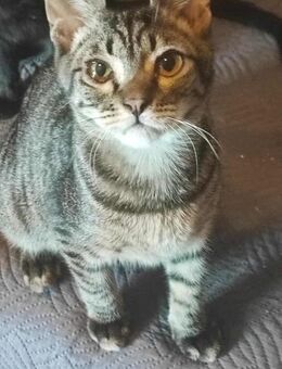 Kleiner Bandit sucht sein Zuhause - Margetshöchheim