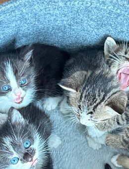 Tubby-Mischling kitten abzugeben - Reichenbach (Fils)