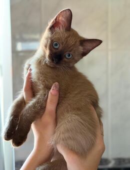 Sphynx Kitten suchen liebevolles Heim! - Emmerting