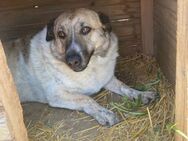 🌸Betty sucht Geborgenheit🌸NOTFALL - Eislingen (Fils)