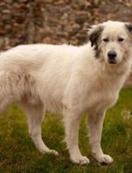 Gibst du Boje eine Chance? - München