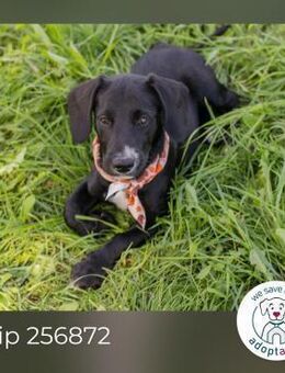 Chip 256872: Hundekind sucht ein Zuhause - Kirchzell