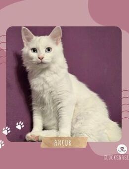 Kätzchen Anouk sucht ihr Körbchen - Lalendorf