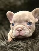 Französische Bulldoggen Welpen in Isabella/Tan mit Ahnentafel in 19243