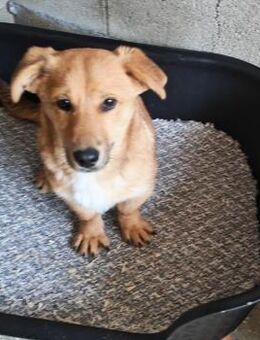 Nico, kleines Seelchen möchte ins Warme - Köln