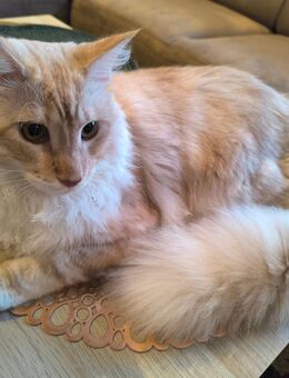 Zweitkatze gesucht - Bad Harzburg