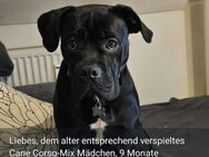 Cane Corso Hündin - Pfaffenhofen (Ilm)