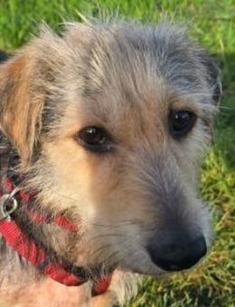 COCO-zauberhafte Hündin, hat Epilepsie - Rösrath