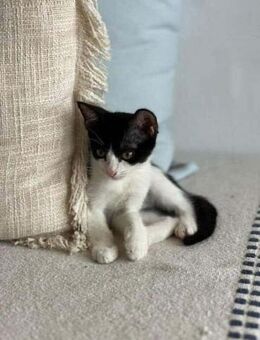 Catrine, kleines Wirbelwindchen, ca. 5 M - Vaterstetten