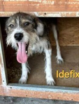 Idefix; sucht (s)einen Asterix - Geilenkirchen
