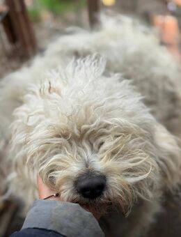 Kleine bichon Hündin - Wassenberg Zentrum