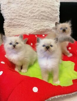Heilige birma kitten - Geislingen (Steige)