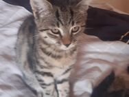 Süsse Katze abzugeben - Neu Wulmstorf