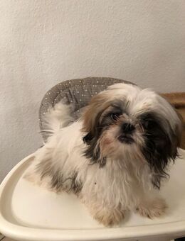 Drei zauberhafte Shih Tzu Hündinnen suchen ein liebevolles Zuhause 🐾 - Bielefeld Dalbke