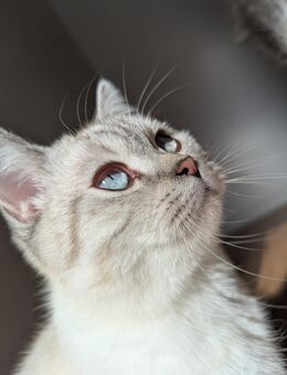 BKH Katze blauäugig - Stolberg (Rheinland, Kupferstadt)