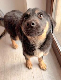 Sanfter Junghund Ruben - Laufen