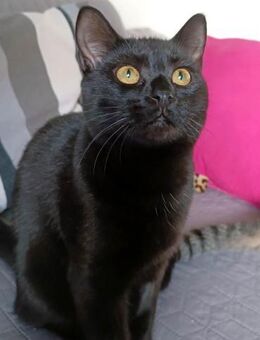 Beat - charmanter schwarzer Kater - Garbsen