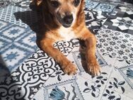 Amelie sucht ein ruhiges Zuhause - Gelenau (Erzgebirge)