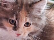 Maine Coon Kätzchen - Höchenschwand