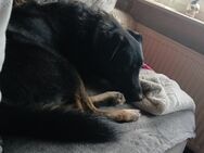 Schäferhund Mix abzugeben - Ostrhauderfehn