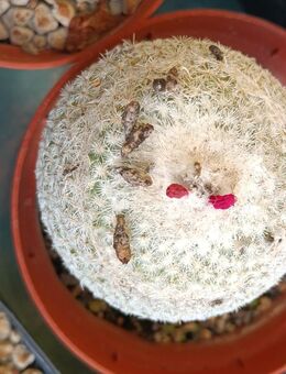 Epithelantha micromeris - Püttlingen