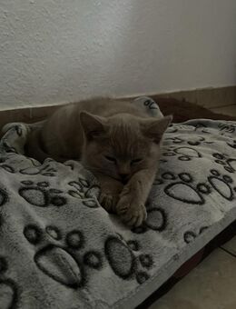 Wunderschöne reinrassige BKH Kitten abzugeben ❤️ - Stuhr