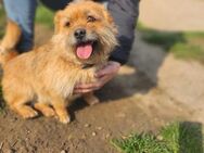 🩷Tappancs 🩷5-jähriger Norwich Terrier - Kassel