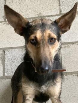 WANDA - sehnt sich nach Zuneigung...... - Kempen