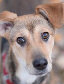 Jogobella - charmant & entzückend - Lohmar