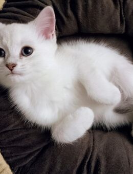 Britisch Kurzhaar Kitten - Heilbronn