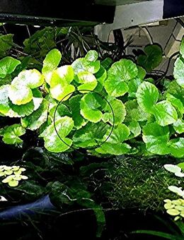 Brasilianischer Wassernabel, Wasserpflanze, Versand/ Abholung - Mechernich