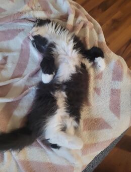 Maine Coone Mix Kitten - Bremerhaven
