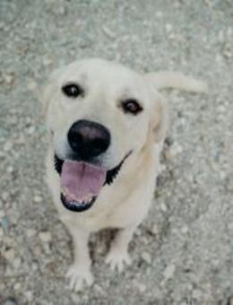 Jim sucht ein Zuhause als Einzelprinz! - Beltheim