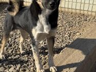 Spirelli sucht eine Pflegefamilie - Celle
