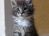 Maine Coon Kitten - Hannover