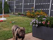 New Englische Bulldogge - Beeskow