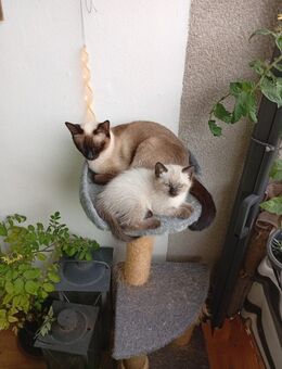 Siam Katze und kitten Mädchen - Großalmerode Zentrum