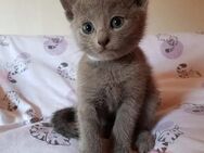 Russisch Blau Kitten reinrassig - Kalletal