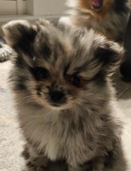 Zwergspitz (Pomerenian) - Stadtbergen